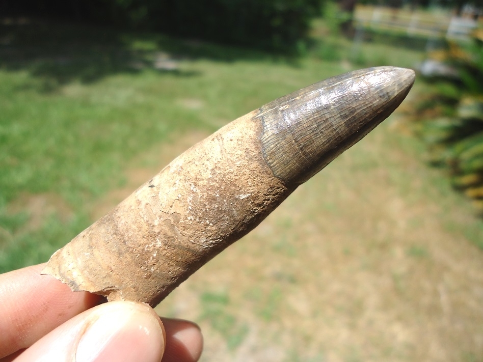 Large image 4 Massive 3 1/8' Alligator Tooth