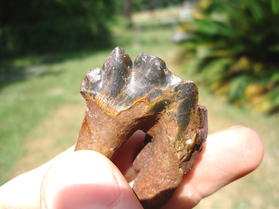 Large image 4 Rare Archaeocete Whale Tooth