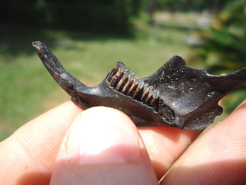 Large image 2 Excellent Muskrat Mandible