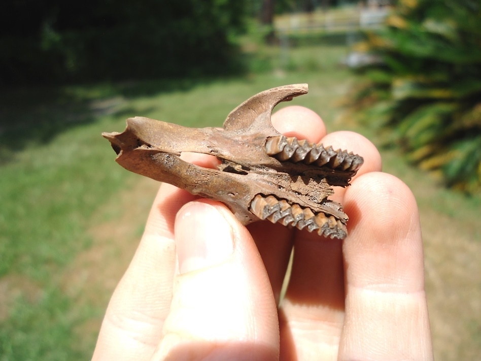 Large image 2 Very Rare Muskrat Skull