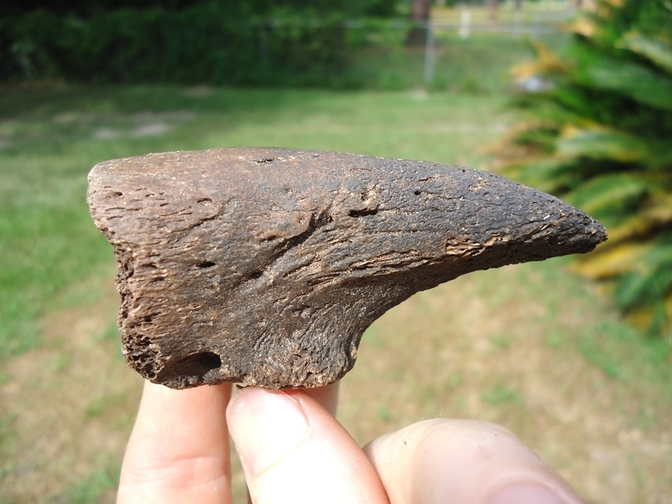 Excellent Juvenile Sloth Claw Core | Recently Sold | FOSSILS ...