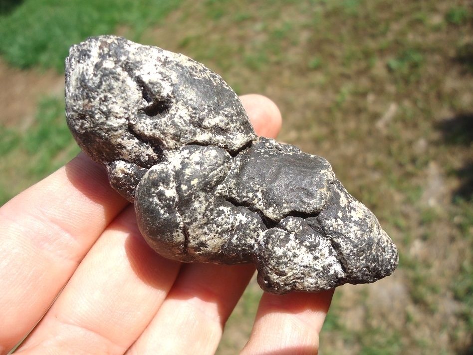 Large image 1 Super Detailed Coprolite