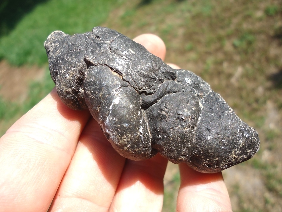 Large image 2 Super Detailed Coprolite