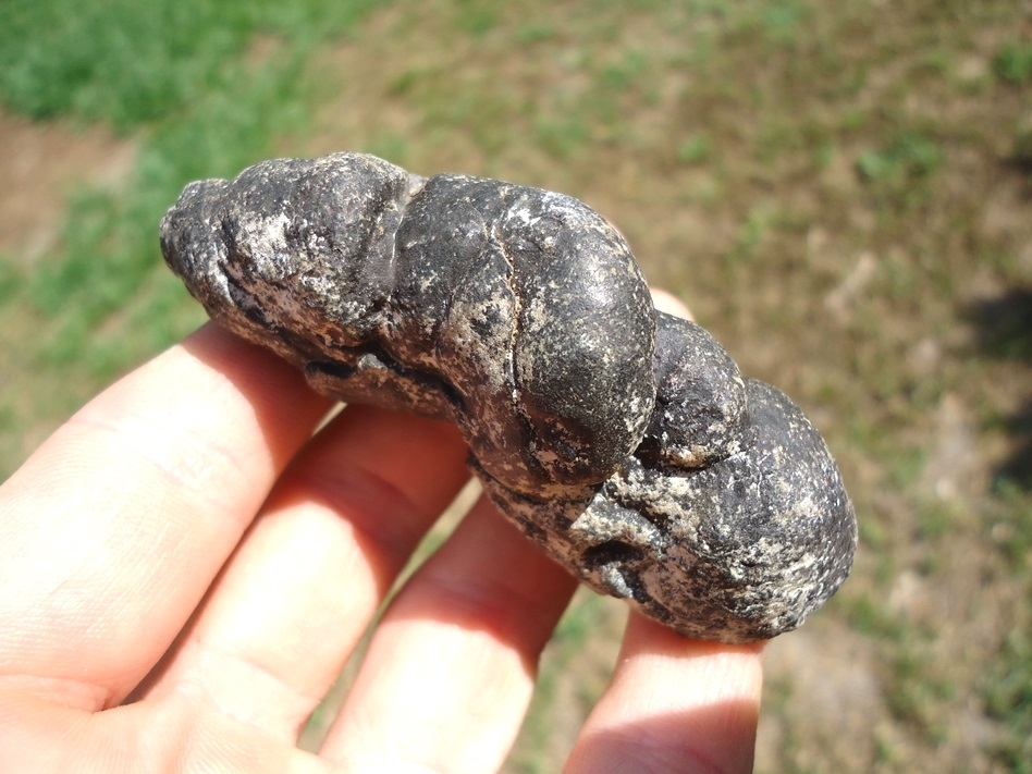 Large image 3 Super Detailed Coprolite