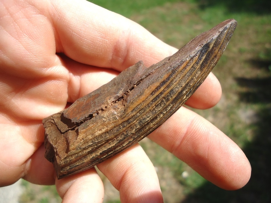 Large image 1 Excellent Giant Beaver Incisor Section