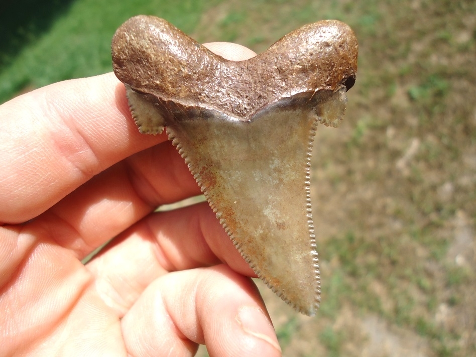 Large image 1 Choice Pristine Auriculatus Shark Tooth