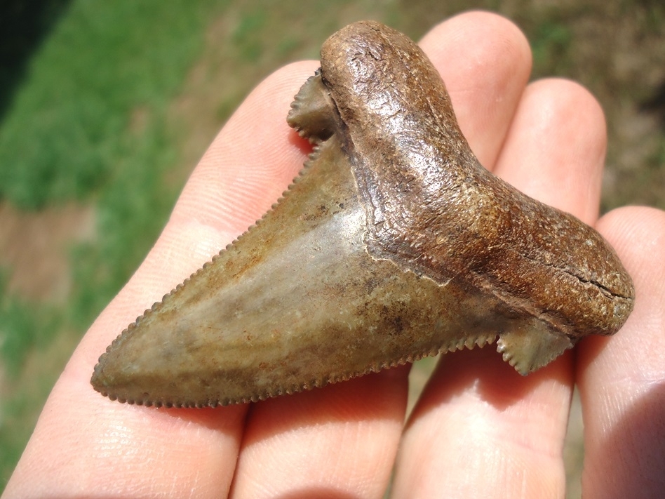 Large image 2 Choice Pristine Auriculatus Shark Tooth