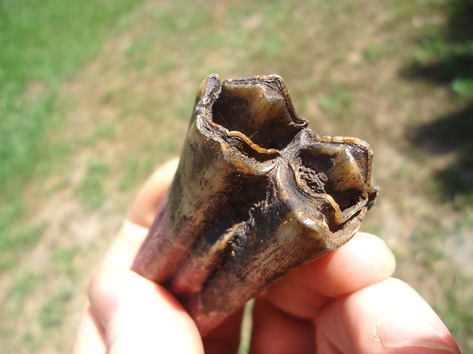 Large image 3 Beautiful Bison Molar