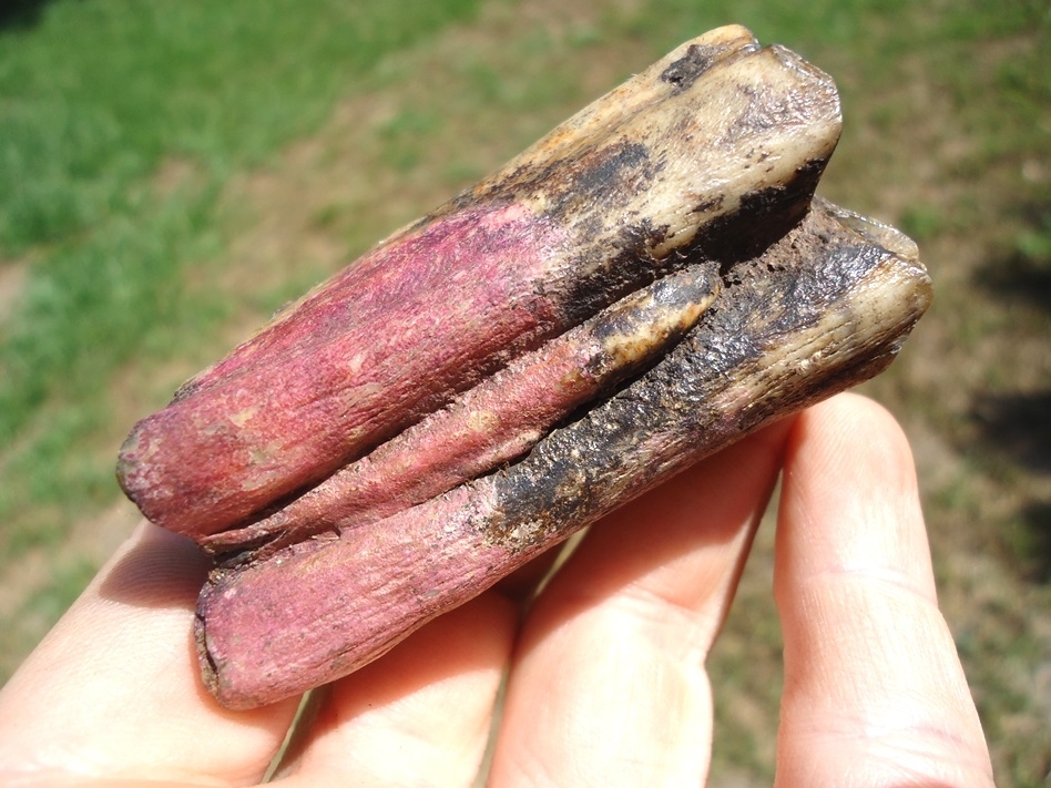 Large image 4 Beautiful Bison Molar