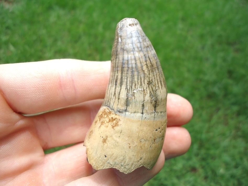 Large image 2 Beastly Alligator Tooth