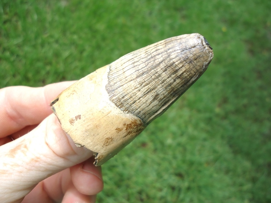 Large image 3 Beastly Alligator Tooth