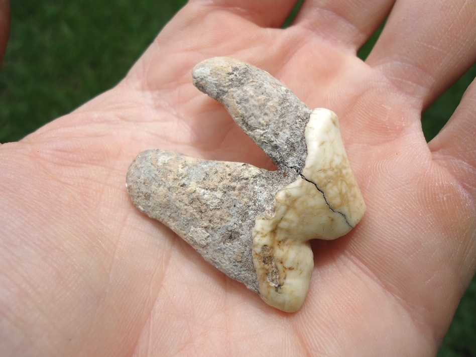 Large image 4 Unusual White Dire Wolf Upper Carnassial