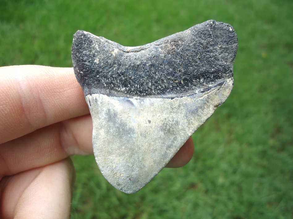 Large image 1 Pathological Megalodon Shark Tooth