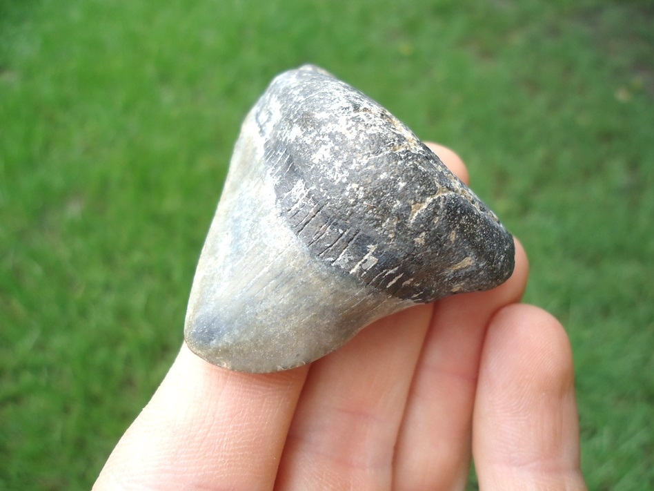 Large image 2 Pathological Megalodon Shark Tooth