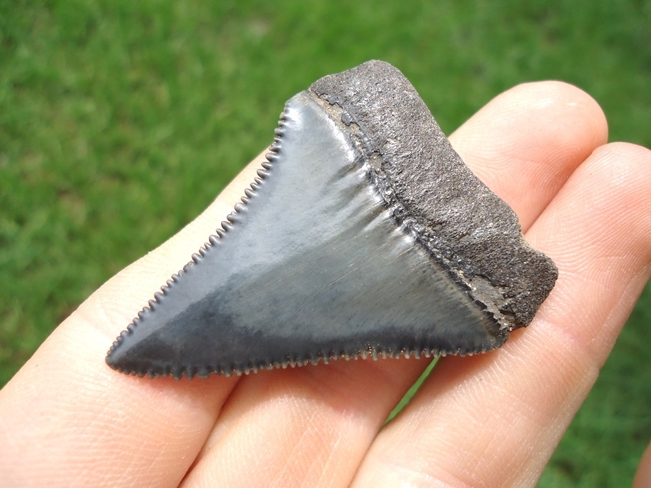 Large image 3 Crisp Great White Shark Tooth