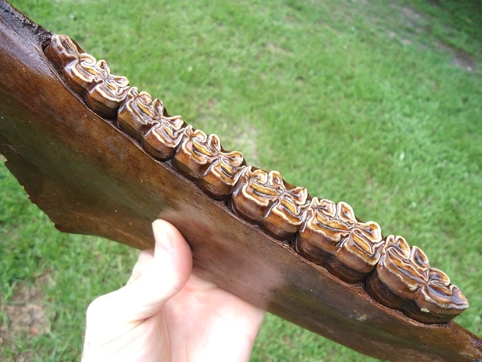 Large image 2 Gorgeous Horse Mandible with Six Perfect Teeth