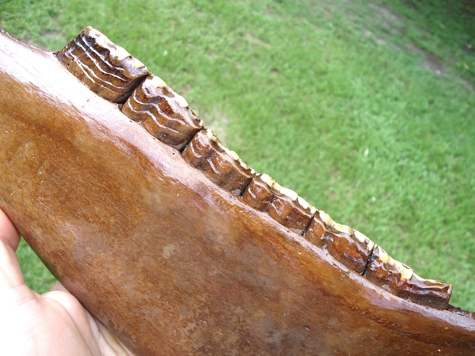 Large image 4 Gorgeous Horse Mandible with Six Perfect Teeth