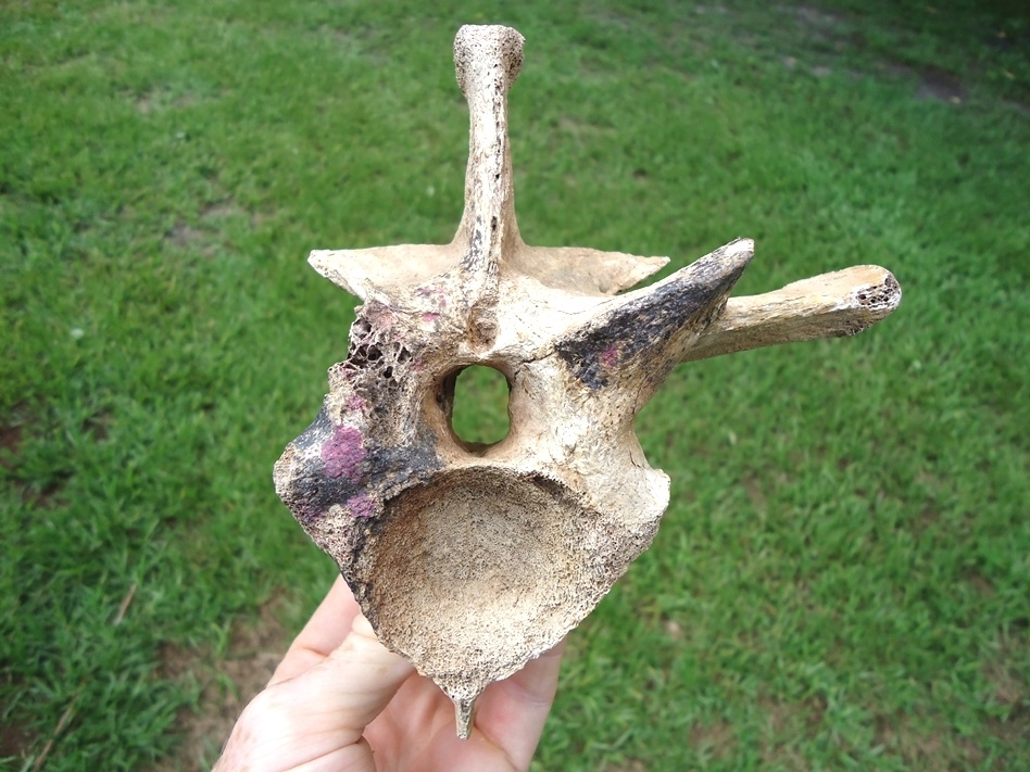 Large image 1 Monstrous Alligator Vertebra