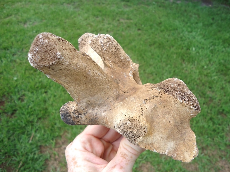 Large image 2 Monstrous Alligator Vertebra