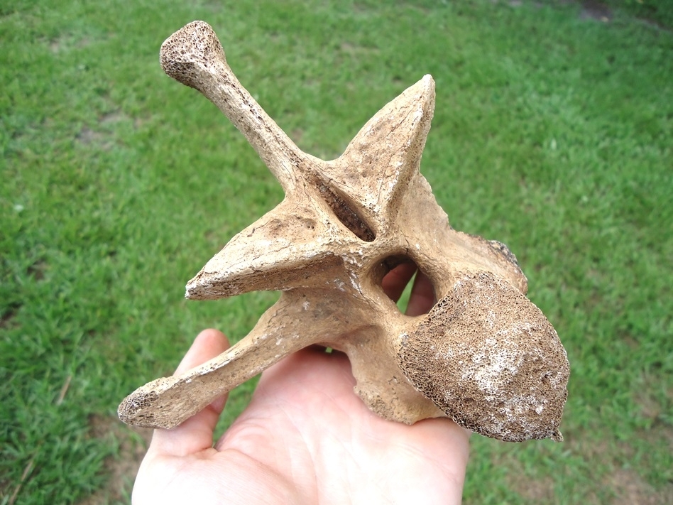 Large image 4 Monstrous Alligator Vertebra