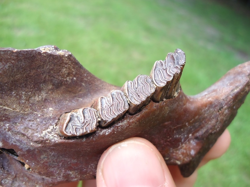 Large image 2 Excellent Beaver Mandible with Four Teeth Intact