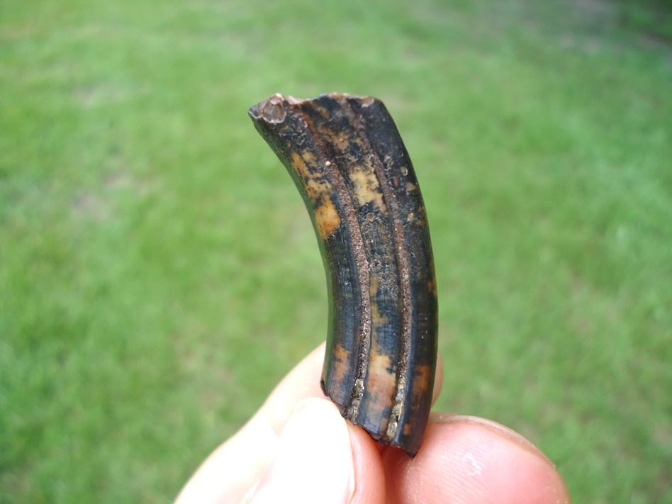 Large image 2 Beautifully Colorful Giant Beaver Molar