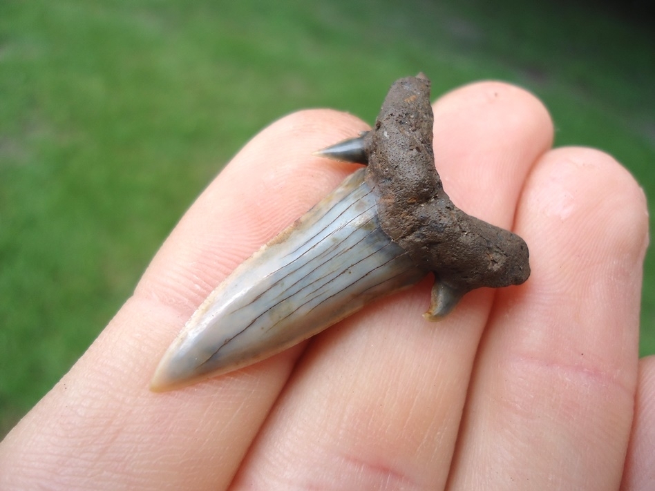 Large image 2 World Class Eocene Mackerel Shark Tooth