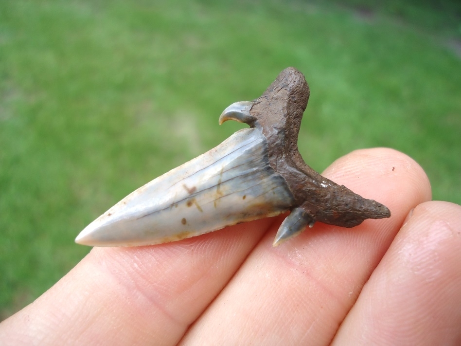 Large image 3 World Class Eocene Mackerel Shark Tooth