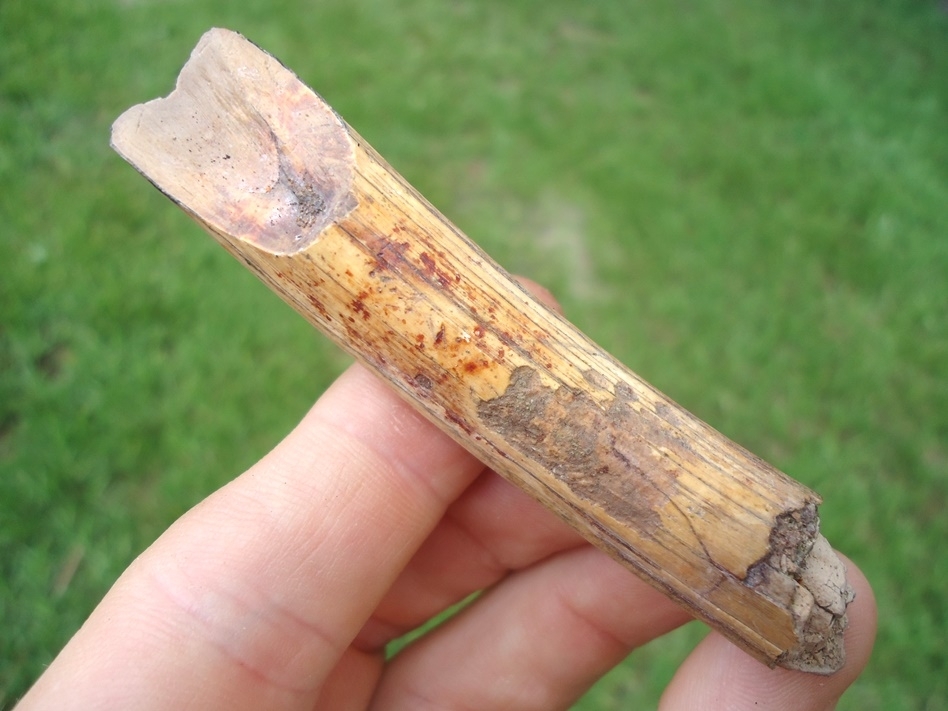 Large image 1 Exceptional Capybara Incisor