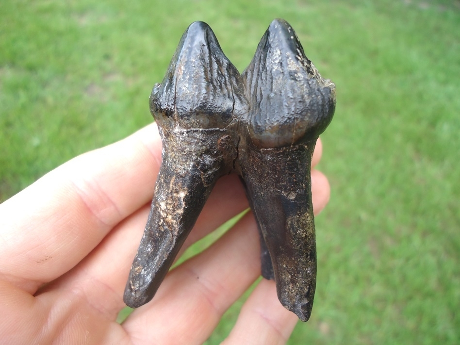 Exceptional Fully Rooted Juvenile Mastodon Tooth | Recently Sold | FOSSILS  | Prehistoric Florida