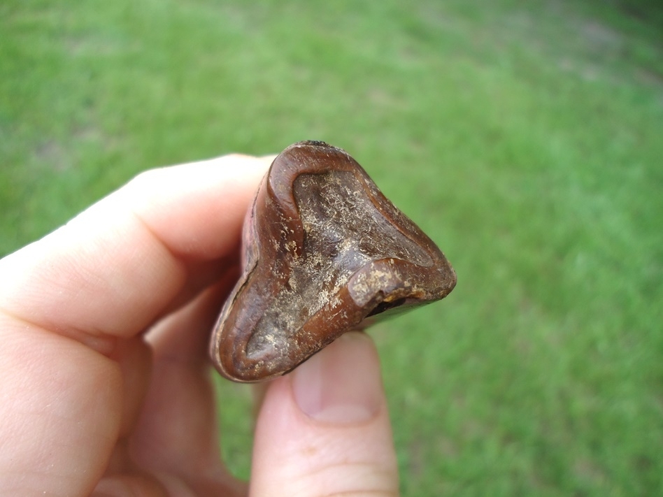 Large image 1 Exceptional Paramylodon Sloth Tooth