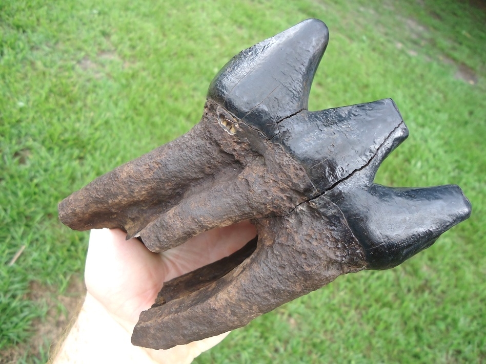 Large image 3 Awesome Long Rooted Three Hump Mastodon Tooth