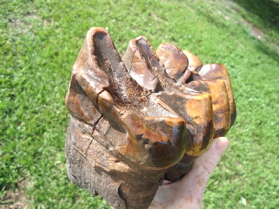 Large image 5 World Class Colorful Mastodon Tooth