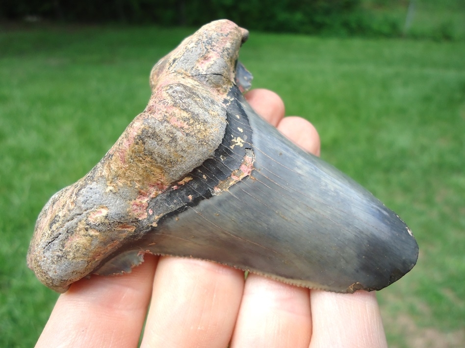 Large image 2 Extra Large Auriculatus Shark Tooth