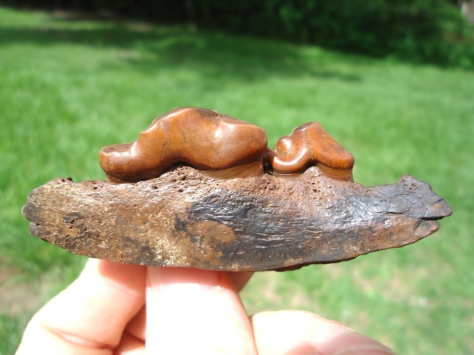 Large image 1 Insane Section of Dire Wolf Mandible with Orange Teeth