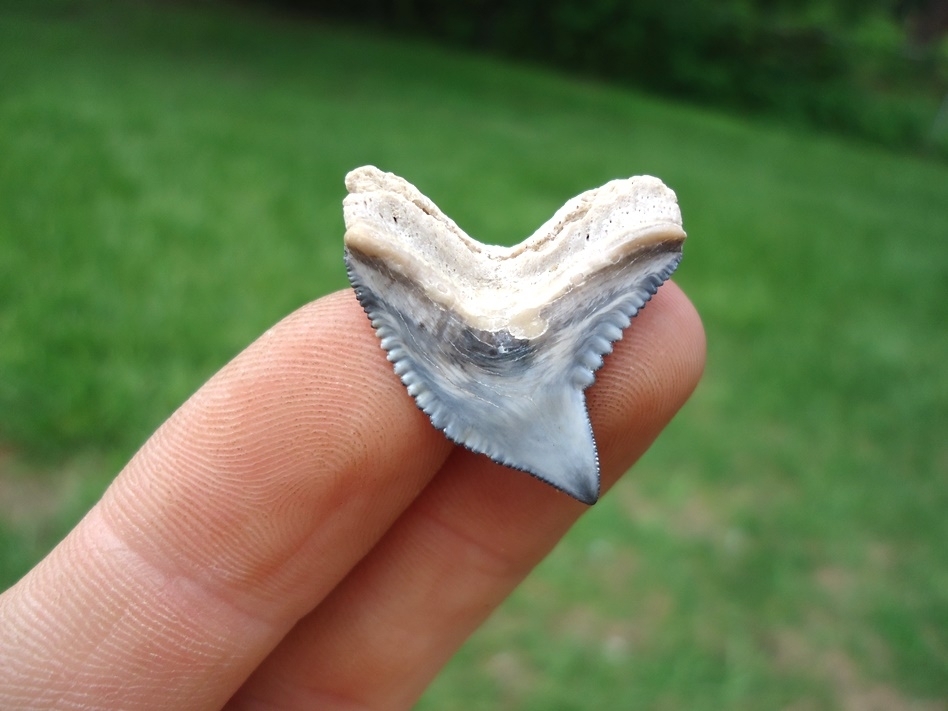 Large image 1 Top Quality Tiger Shark Tooth from Bone Valley