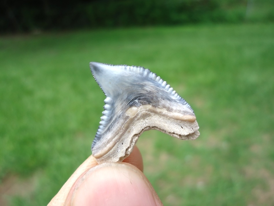 Large image 3 Top Quality Tiger Shark Tooth from Bone Valley