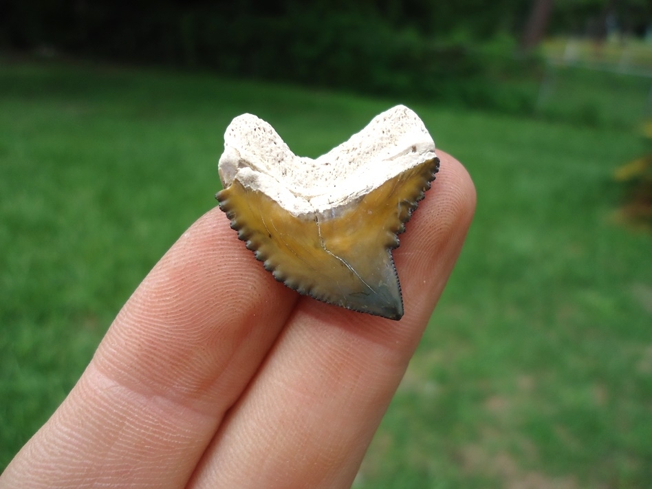 Large image 1 Top Quality Tiger Shark Tooth from Bone Valley