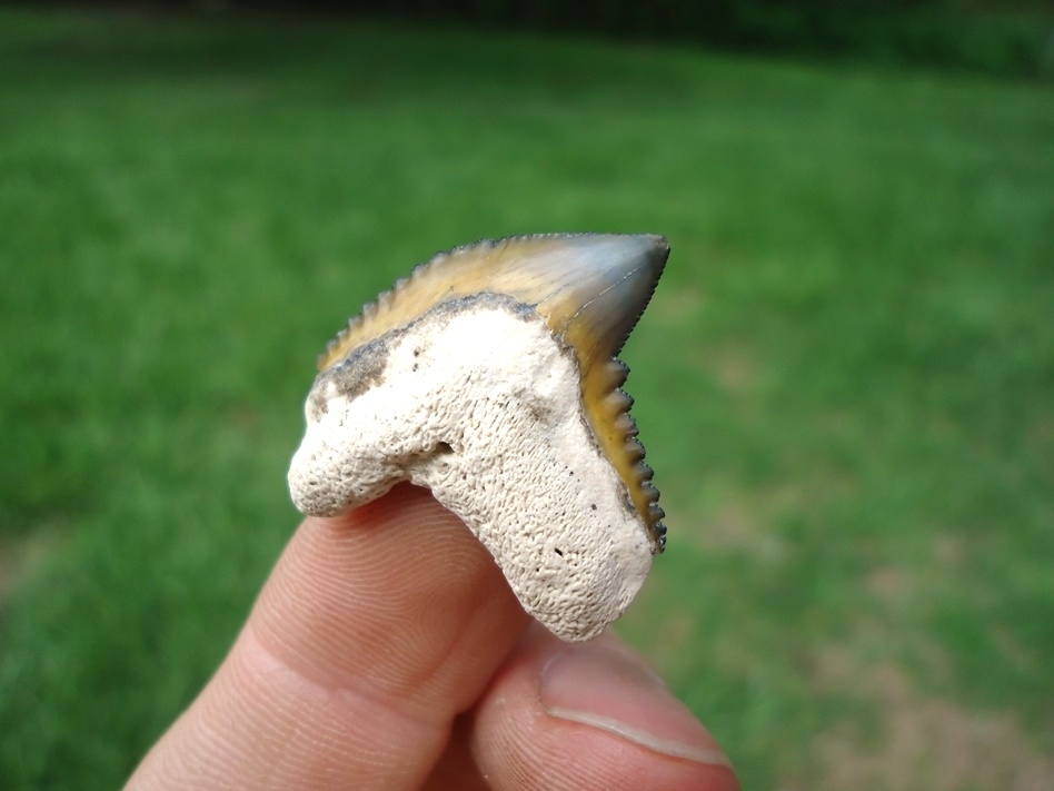 Large image 2 Top Quality Tiger Shark Tooth from Bone Valley