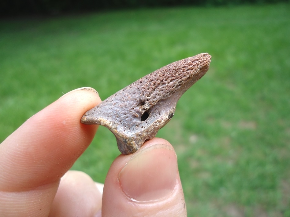 Large image 1 Museum Quality Lesser Giant Armadillo Front Claw Core