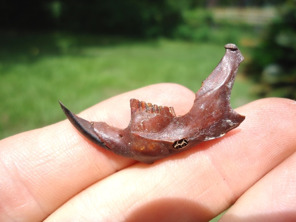 Large image 1 Uncommon Round Tail Muskrat Mandible