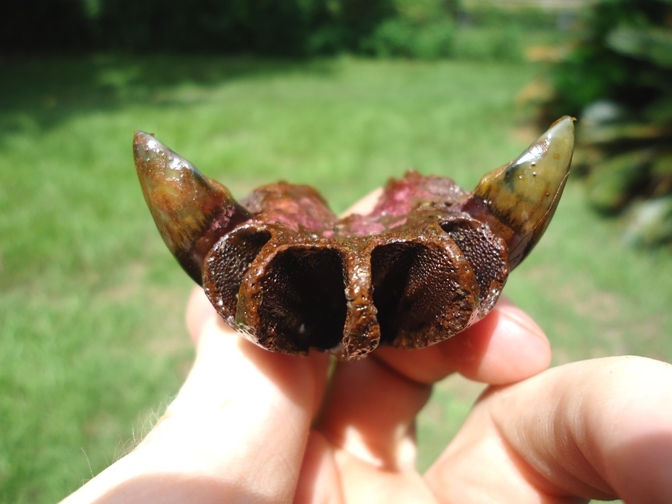 Large image 2 Awesome Tapir Premaxilla with Two Canines Intact