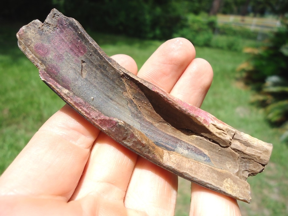 Large image 1 Large Section of Giant Beaver Incisor