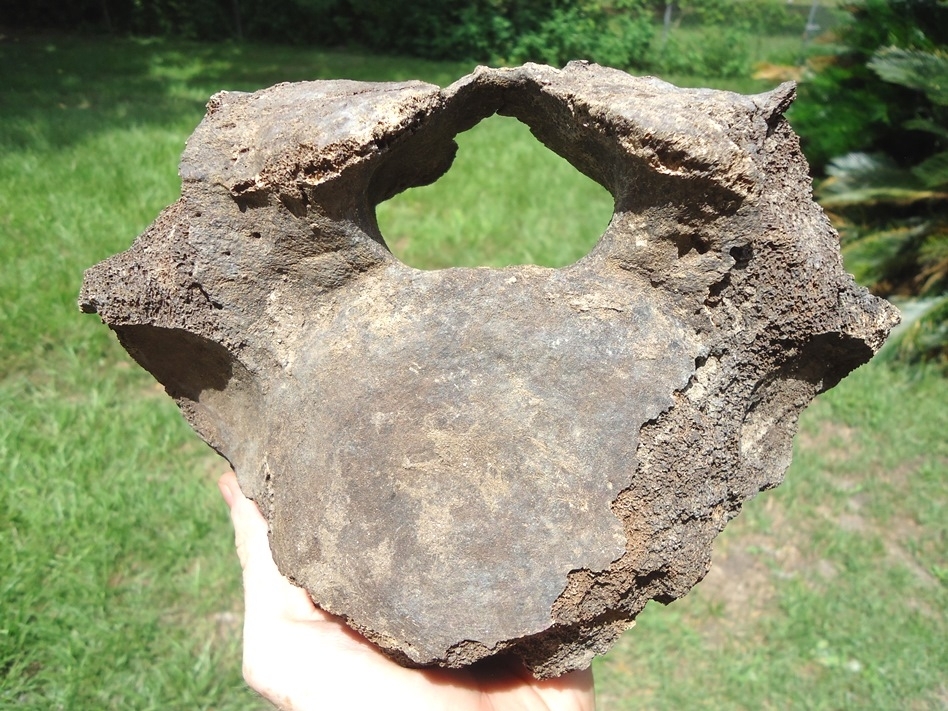 Large image 1 Large Mastodon Thoracic Vertebra