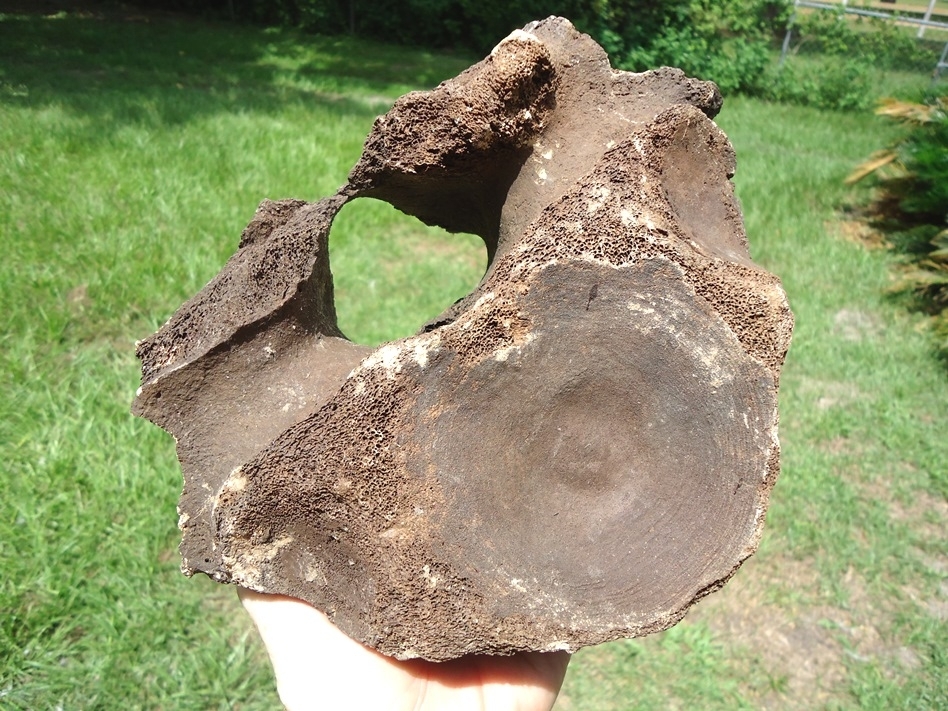 Large image 3 Large Mastodon Thoracic Vertebra