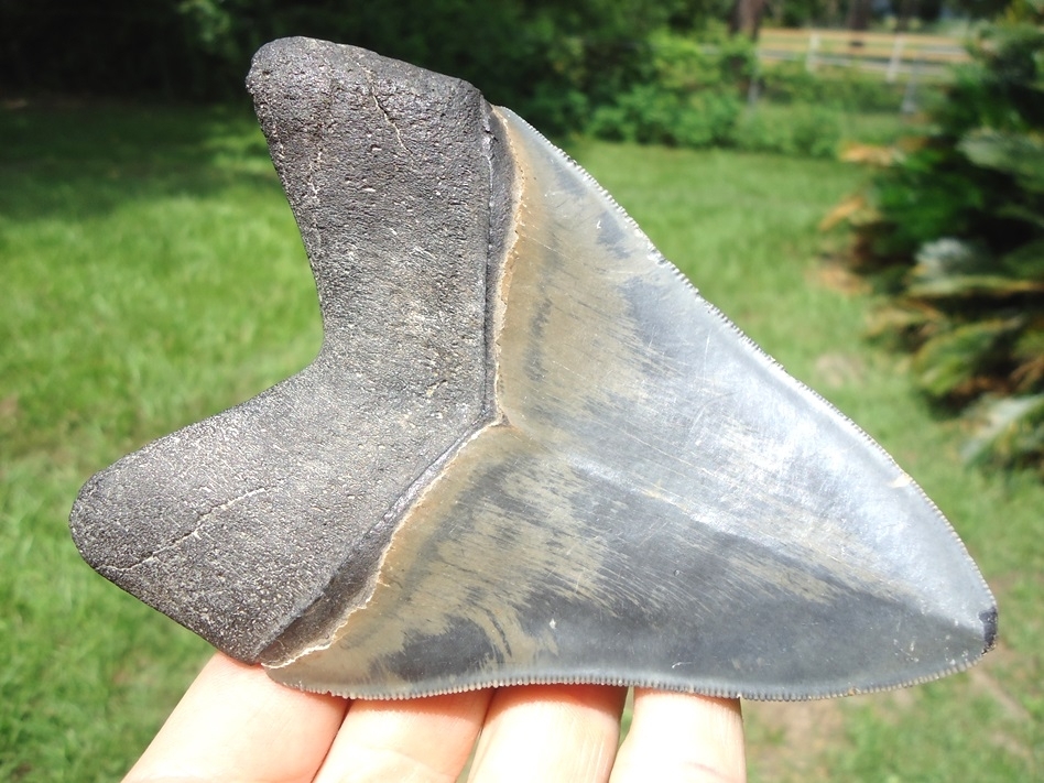 Large image 1 Large 4.99' Megalodon Shark Tooth