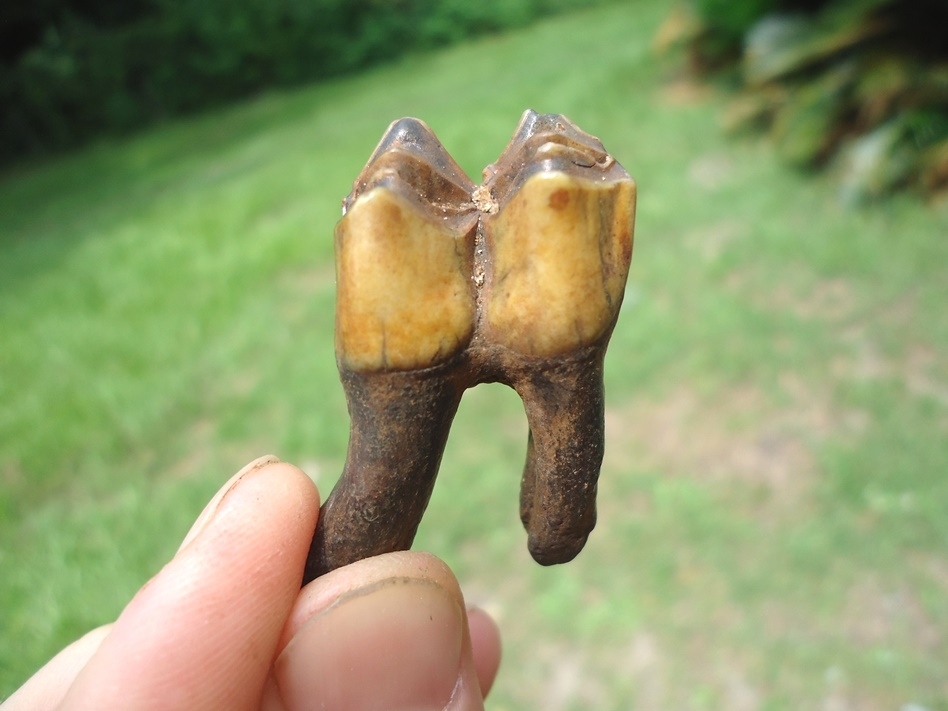 Large image 3 Stunning Fully Rooted Orange Camel Molar