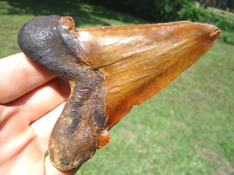 Large image 4 Monstrous 3.98' Orange Auriculatus Shark Tooth