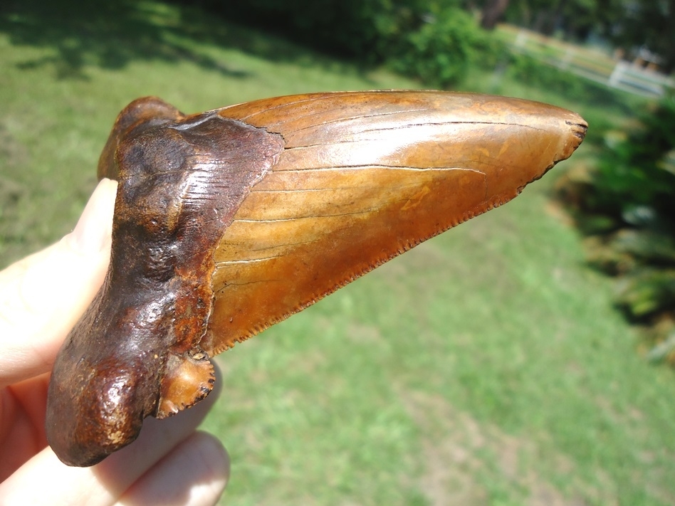 Large image 8 Monstrous 3.98' Orange Auriculatus Shark Tooth