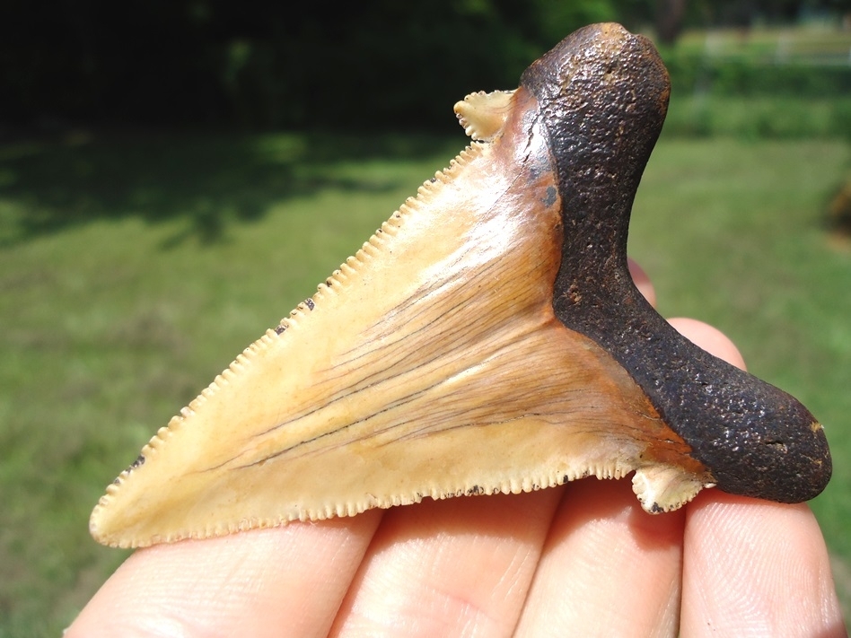 Large image 3 Stunning Yellow Auriculatus Shark Tooth